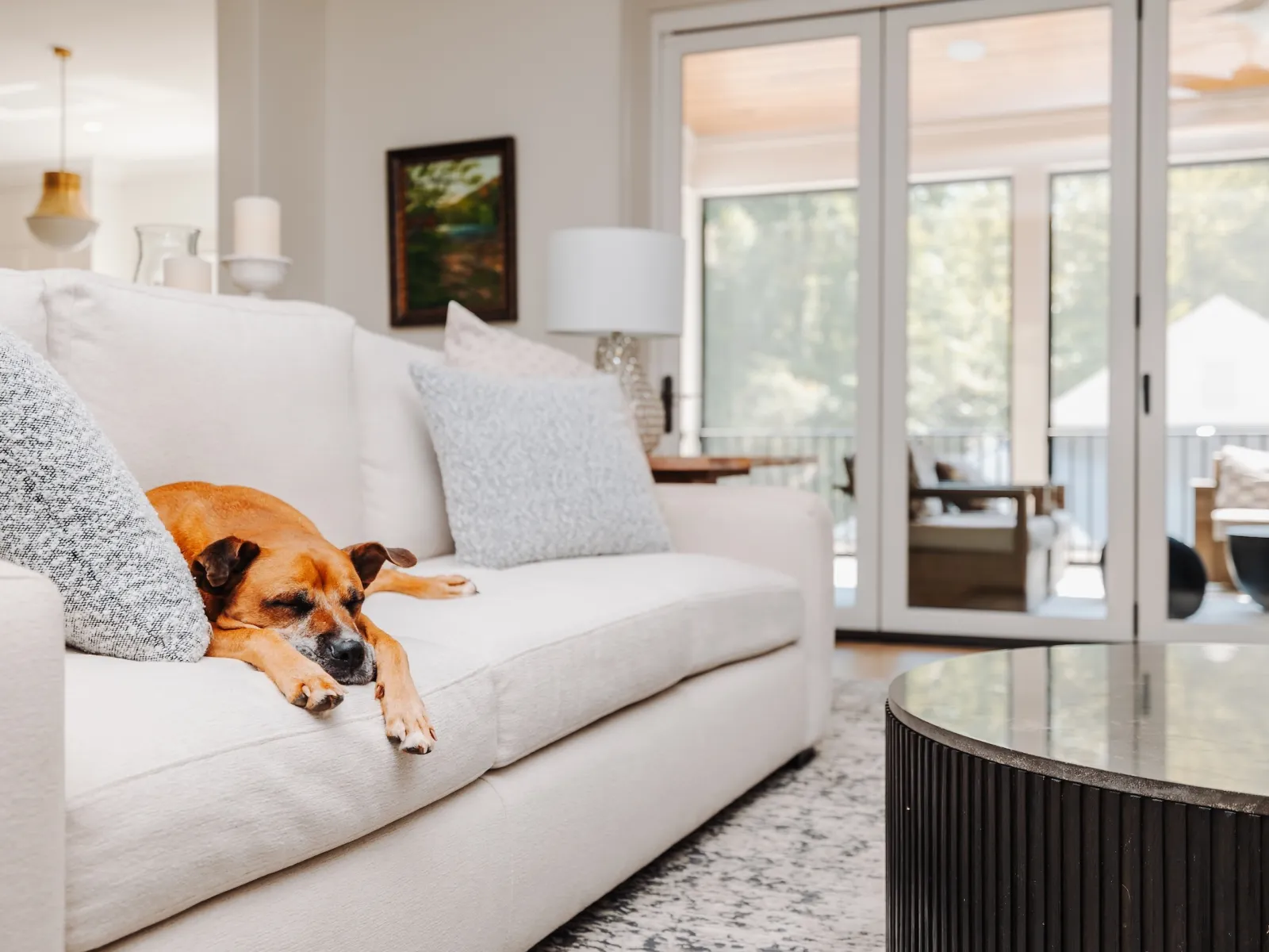 A relaxed dog lying on a comfy couch in a bright living room with a cozy atmosphere.