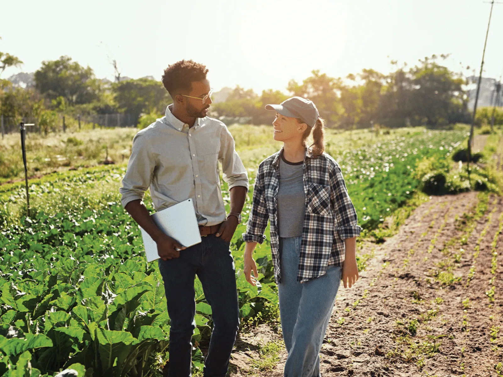 Two farmers walking through a sunny green vegetable field discussing with a laptop on a rural farm.