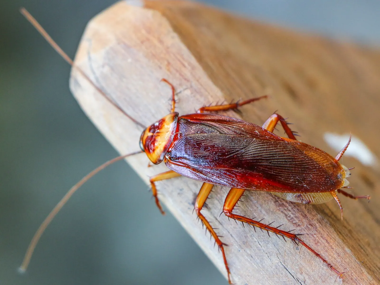 Cockroach Pest Control Never Takes a Season Off