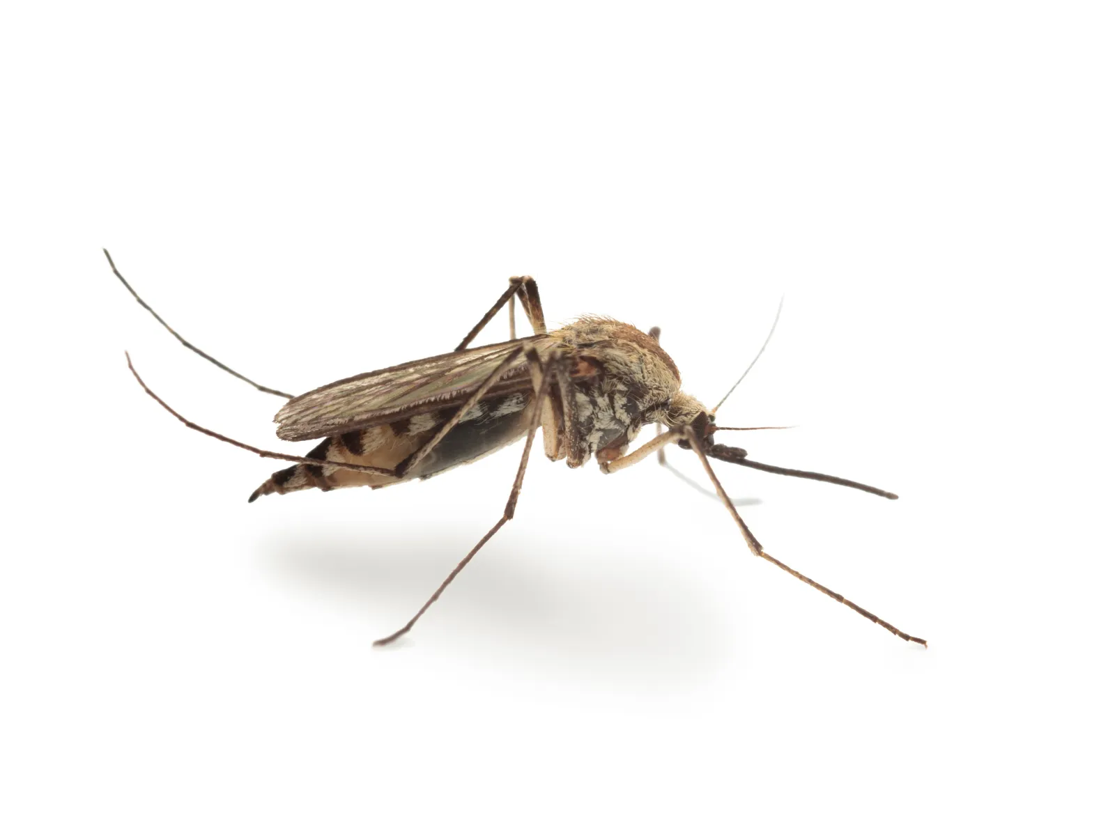 Close-up of a mosquito isolated on a white background showing detailed wings and legs.