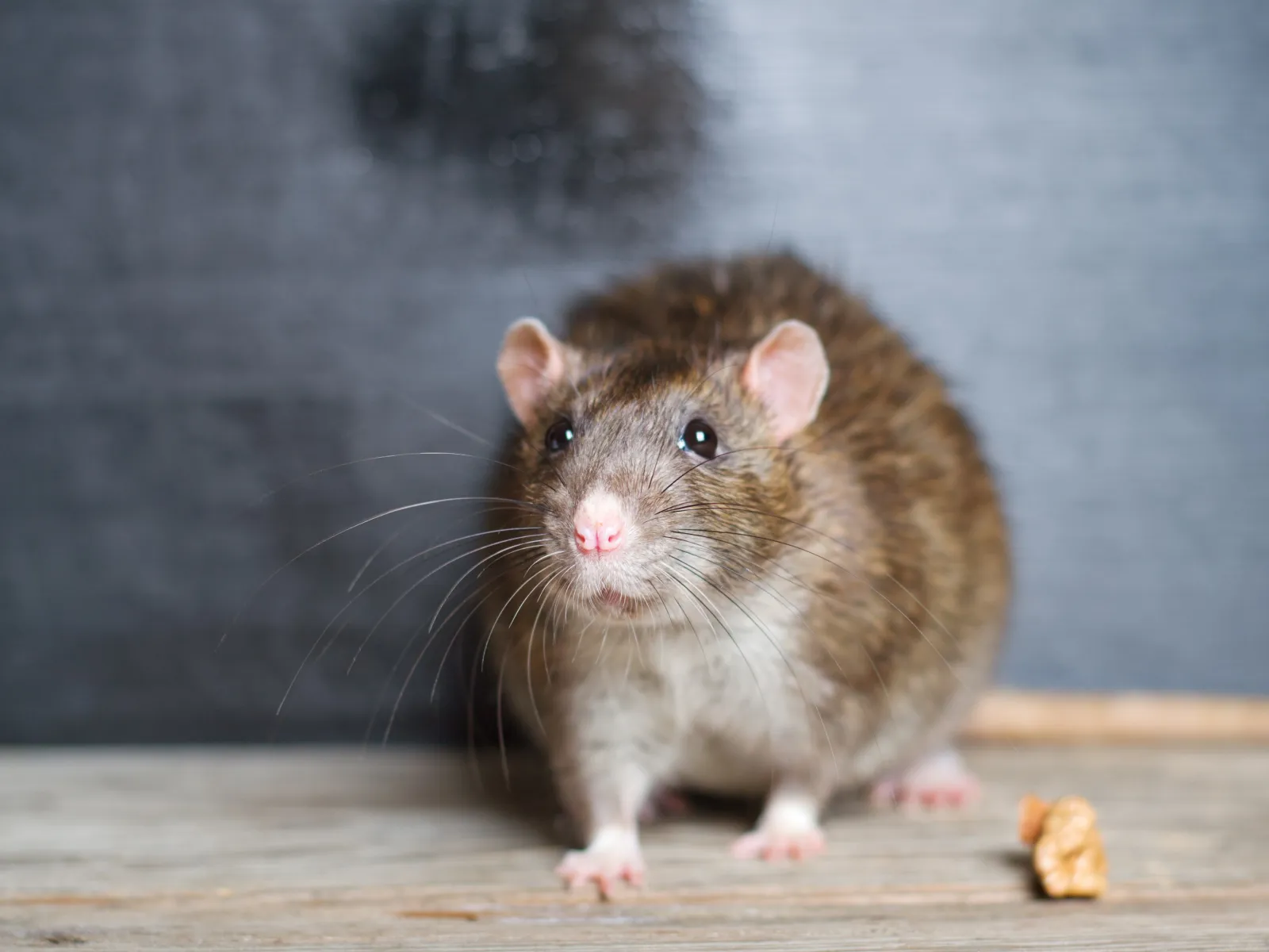 Close-up of a curious brown and white rat with whiskers, on a wooden surface against a dark background.