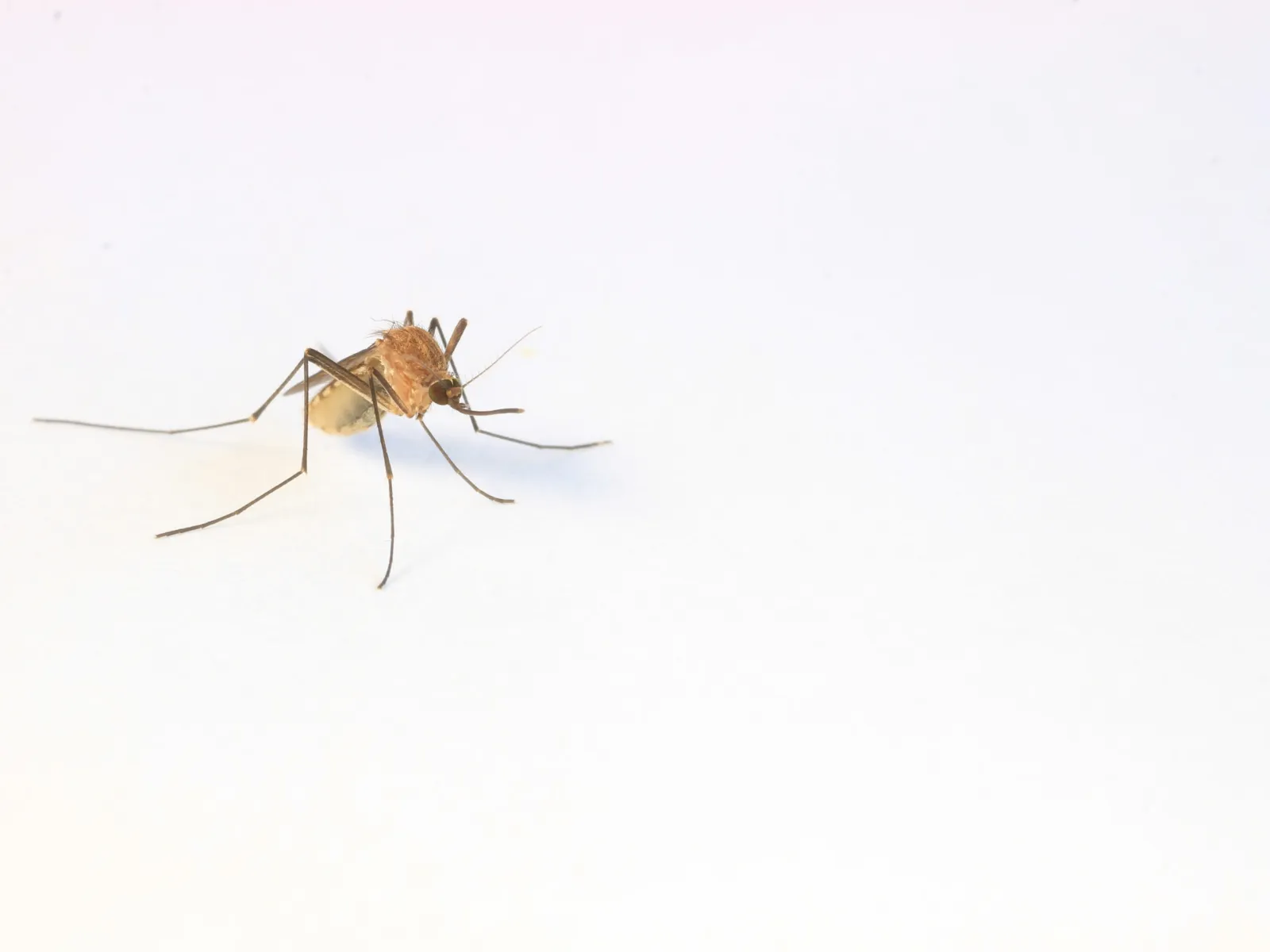 Close-up of a mosquito with visible wings and legs on a plain white background