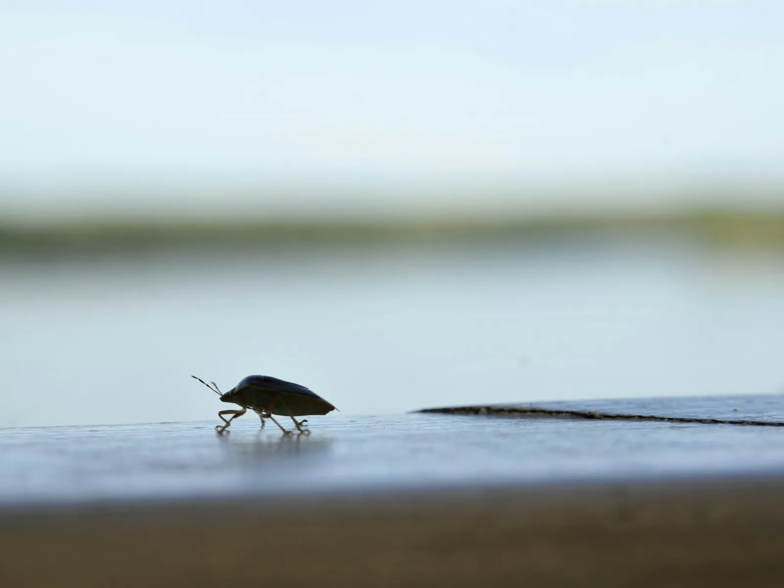 Small beetle walking on a wooden surface with a blurred body of water background and clear sky above.