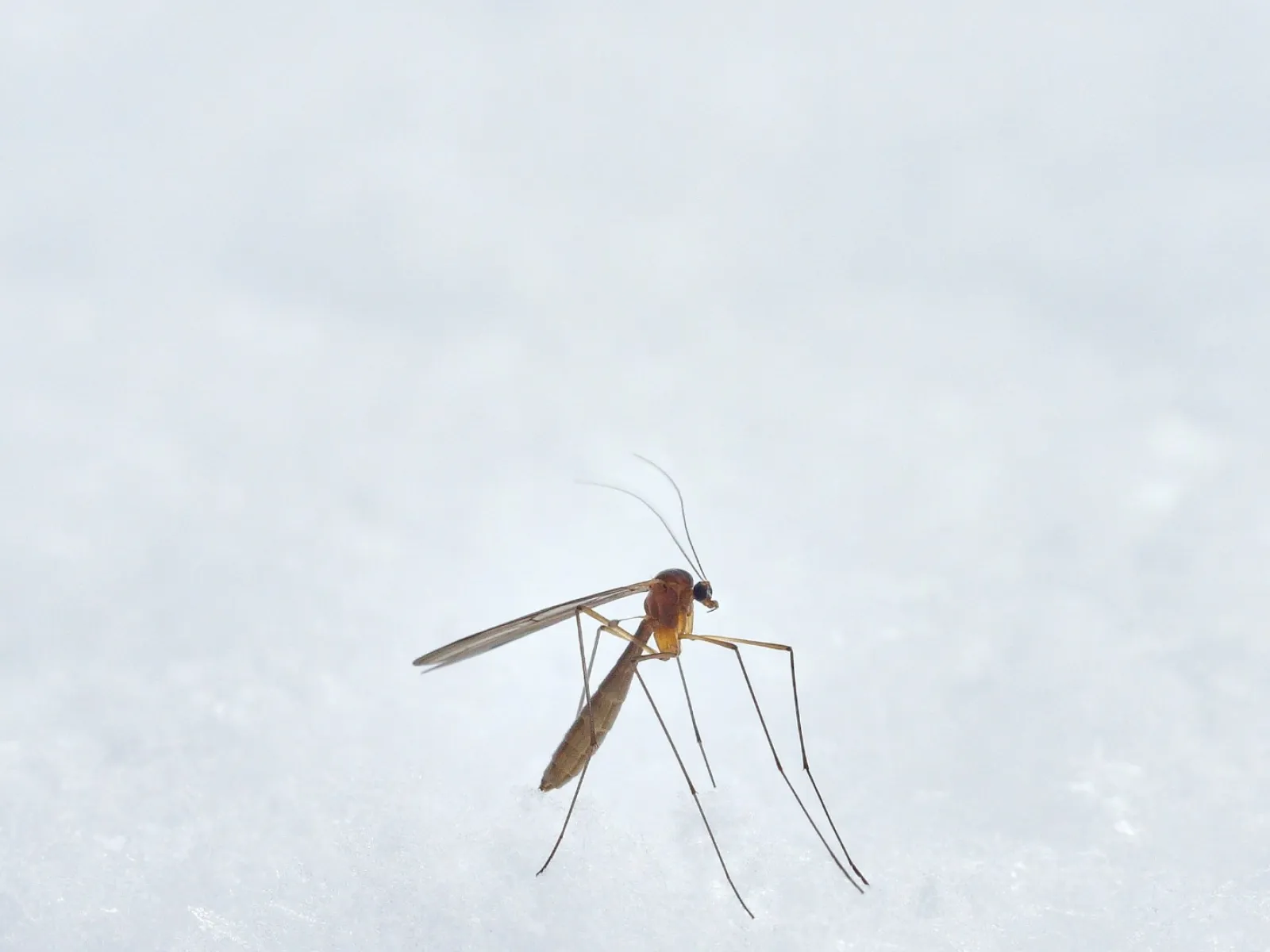 Close-up of a mosquito standing on a soft, white snowy surface with blurred background.