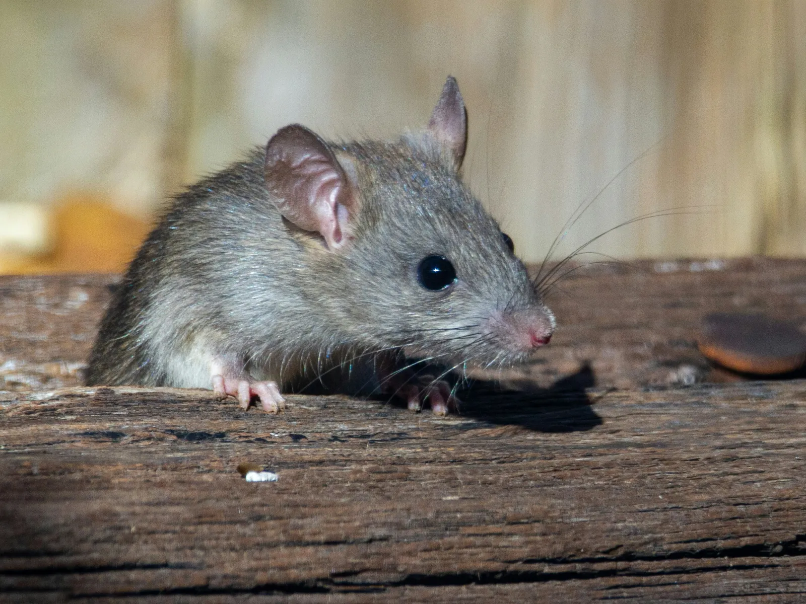 rodent pest control services
