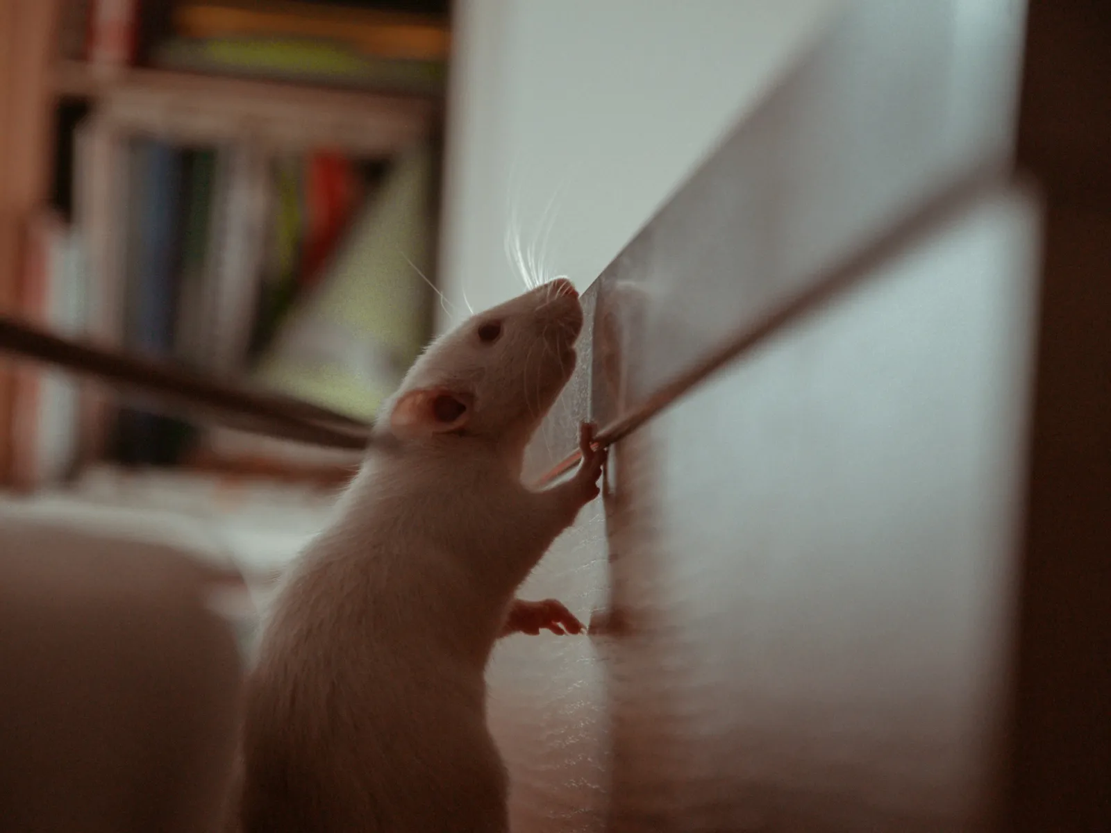 White rat standing on hind legs sniffing a wooden surface in a cozy indoor setting with books in background