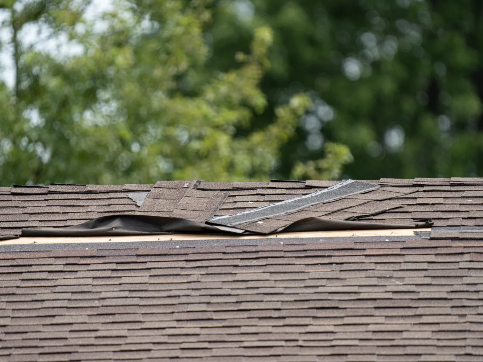 roof shingles