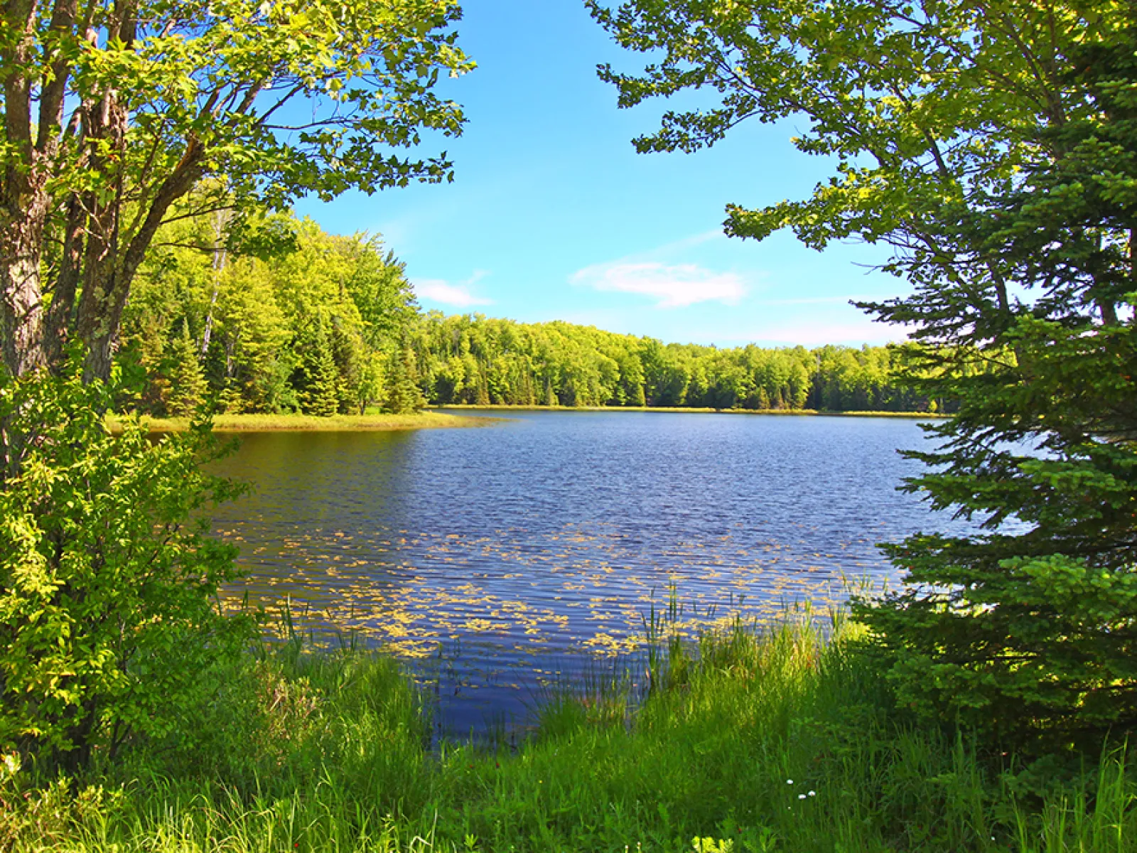 a body of water surrounded by trees