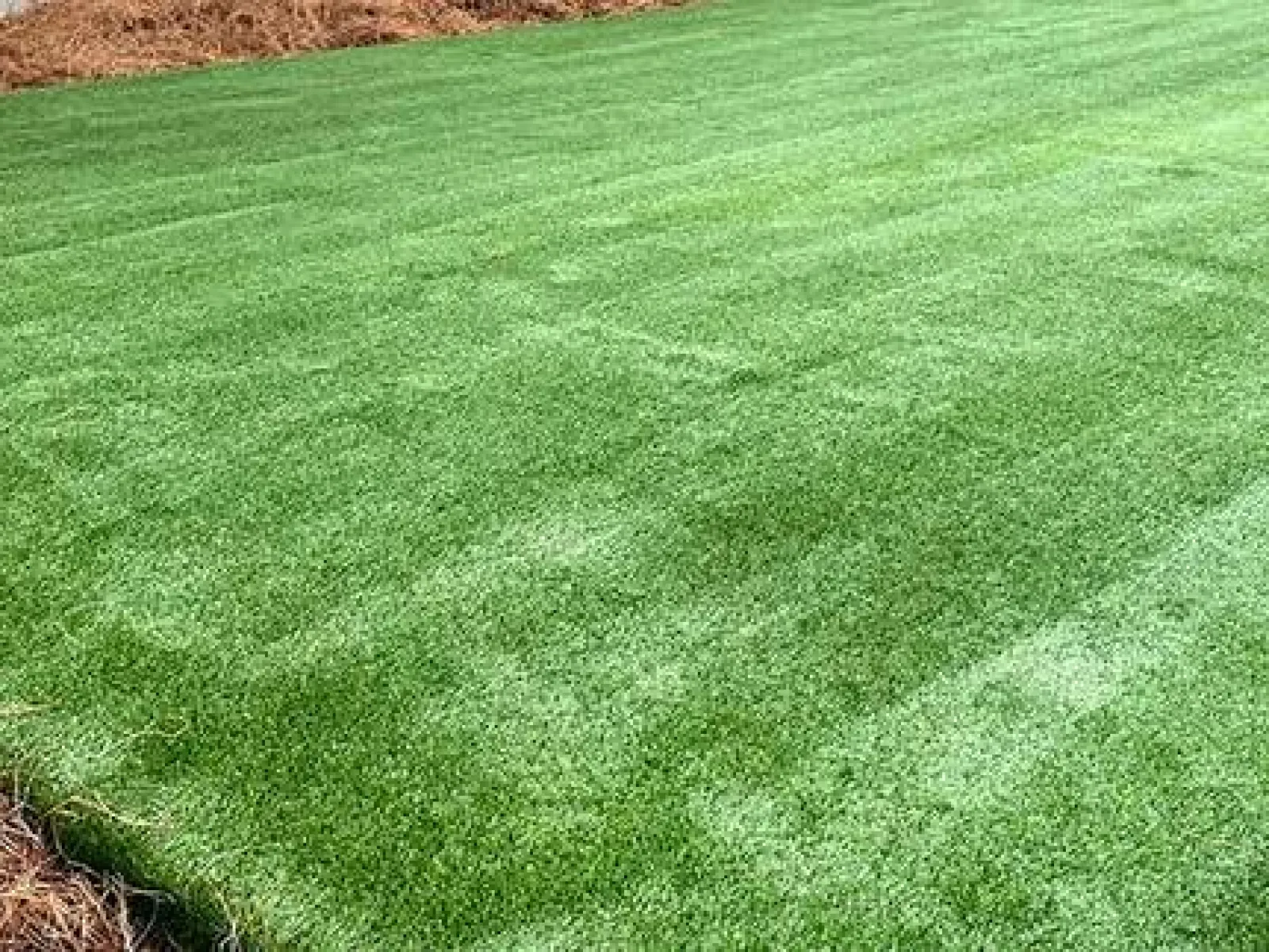 a field of green grass