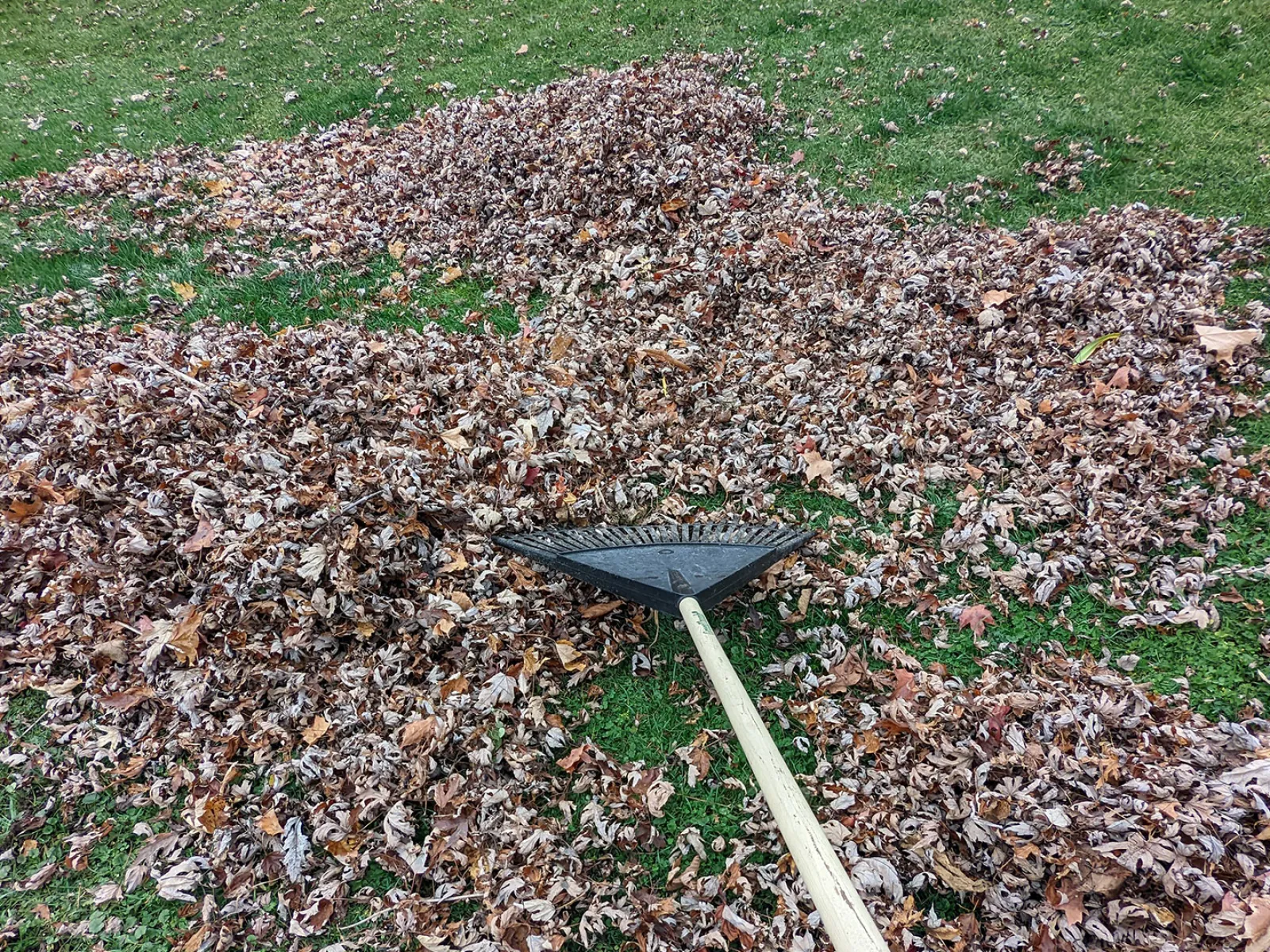 a shovel in a pile of leaves