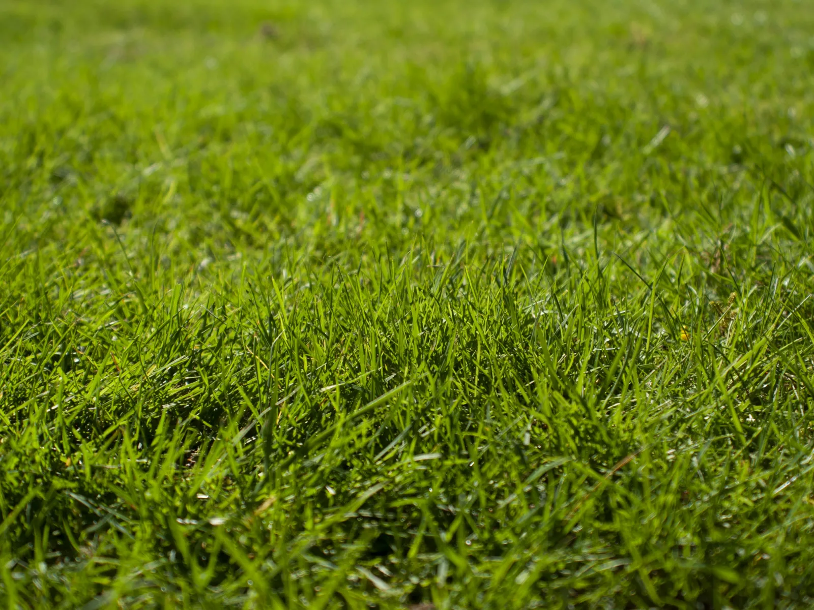 a close-up of some grass