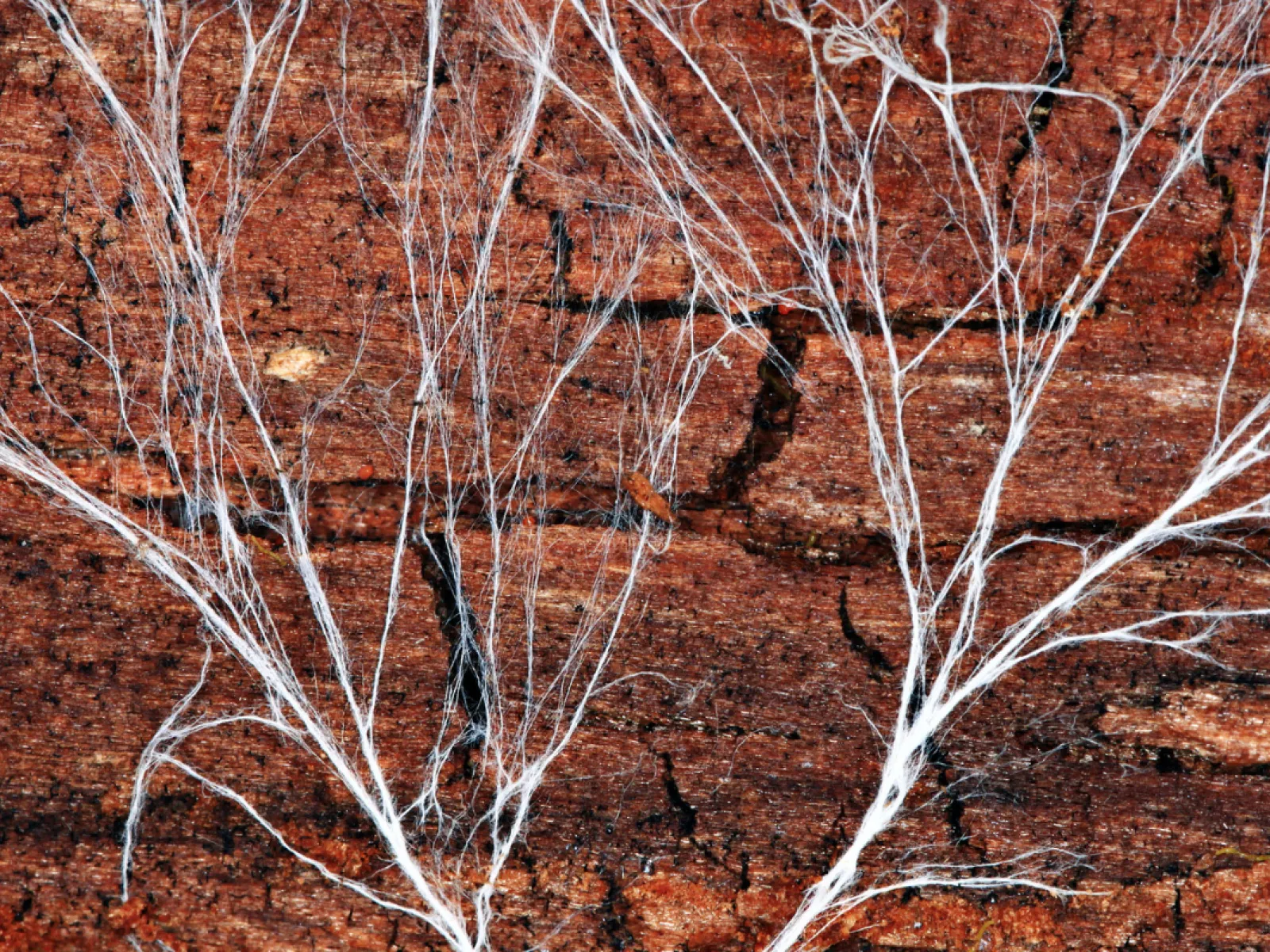 a Fungal mycelium