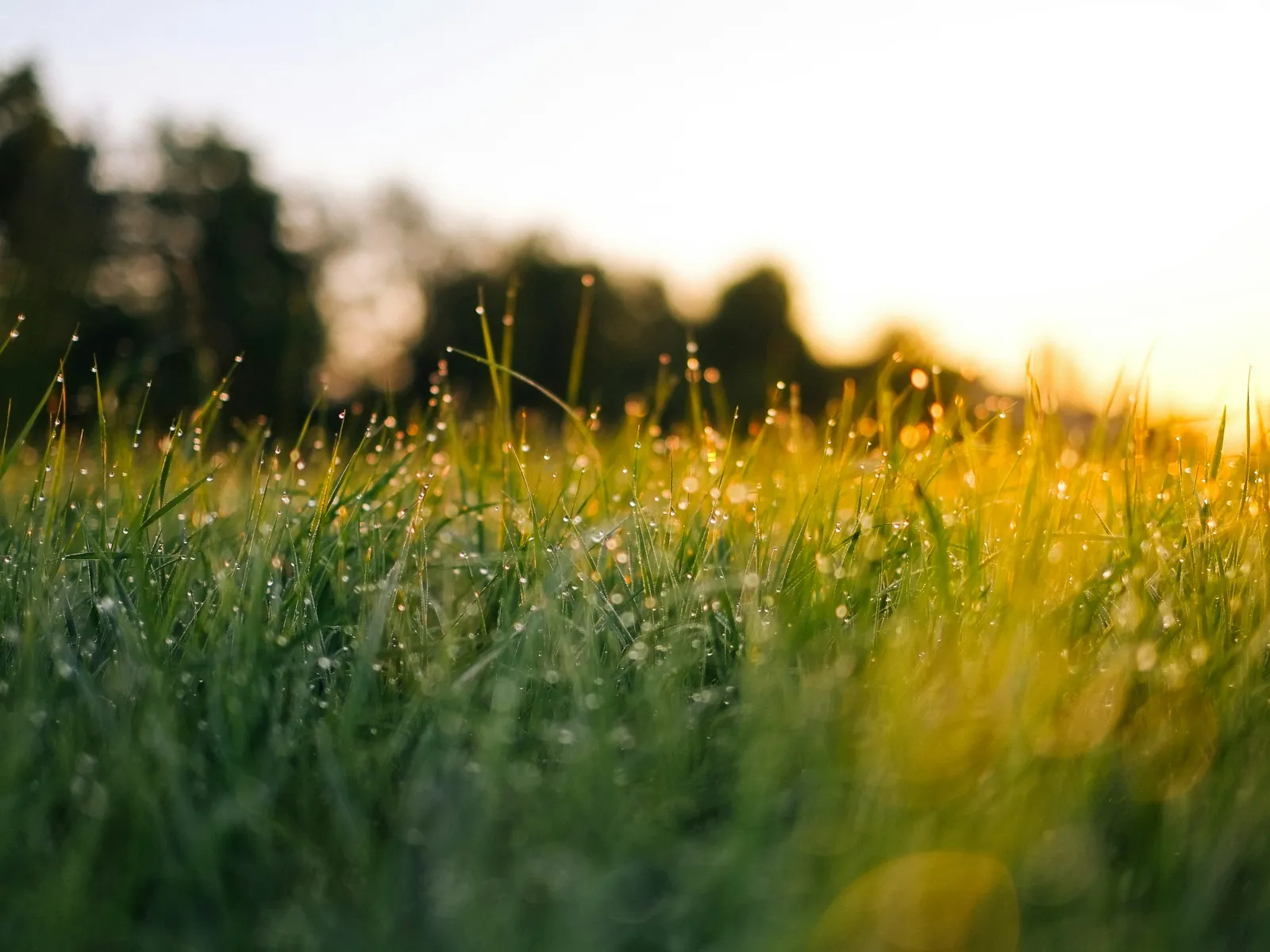 Close-up of dewy grass illuminated by golden sunlight during sunrise.