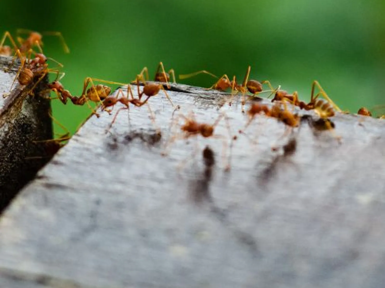 a close up of ants in need of PestNation Pest Control.