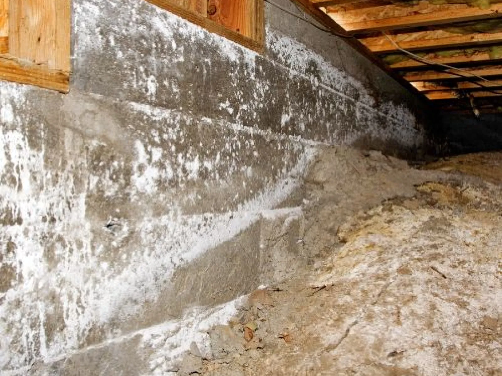 crawlspace pestnation