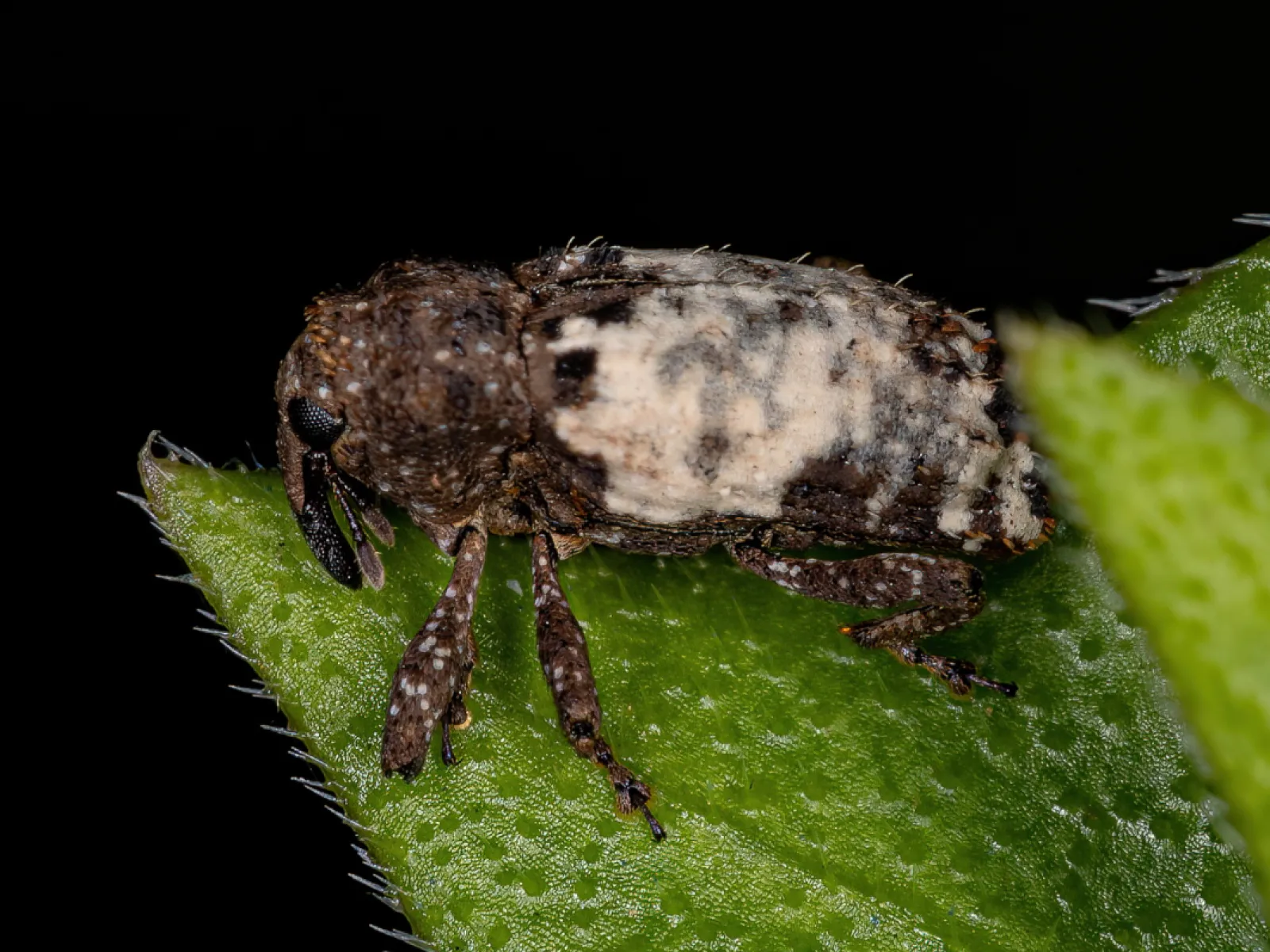 a close up of a weevils