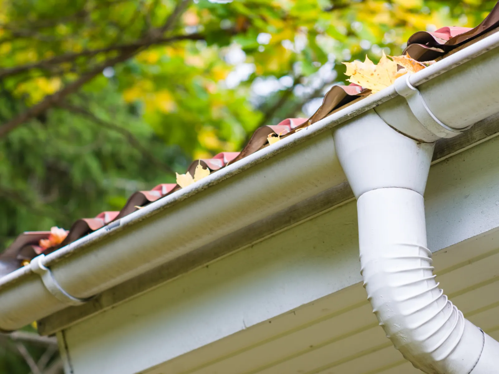Charlotte Eaves Pest PestNation