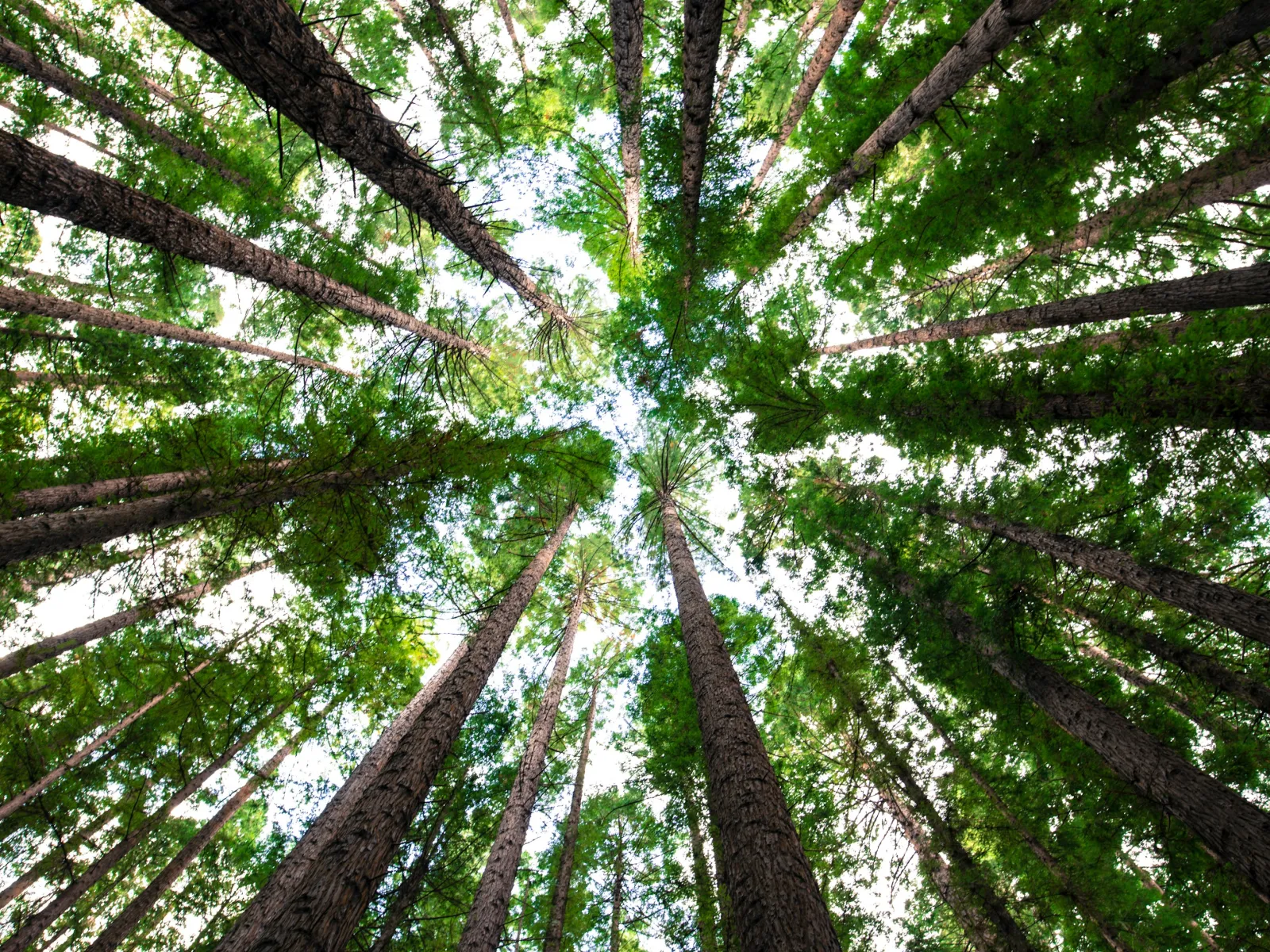 Majestic view of towering trees from ground level, showcasing lush green foliage and sunlight filtering through.
