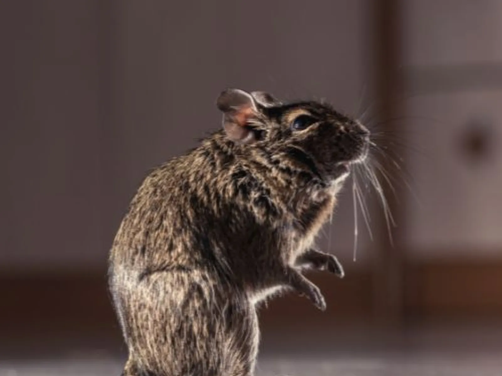 rodent in a home