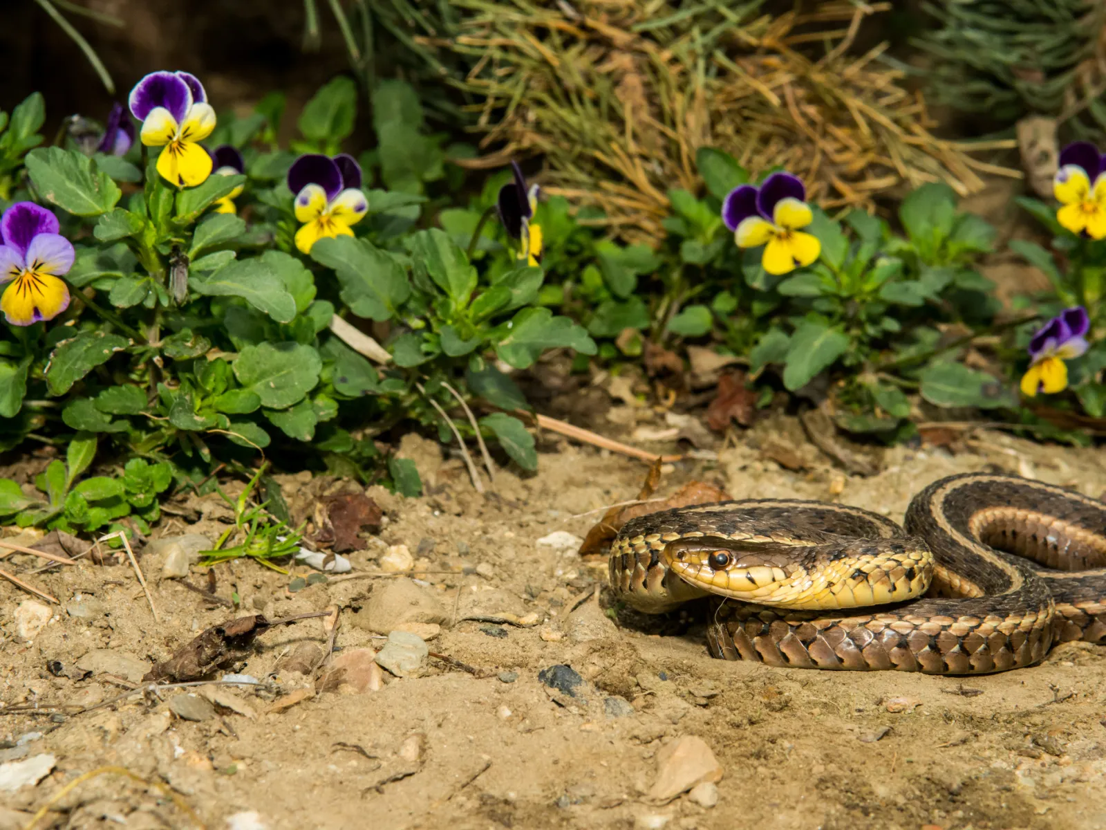 a snake in the dirt by flowers