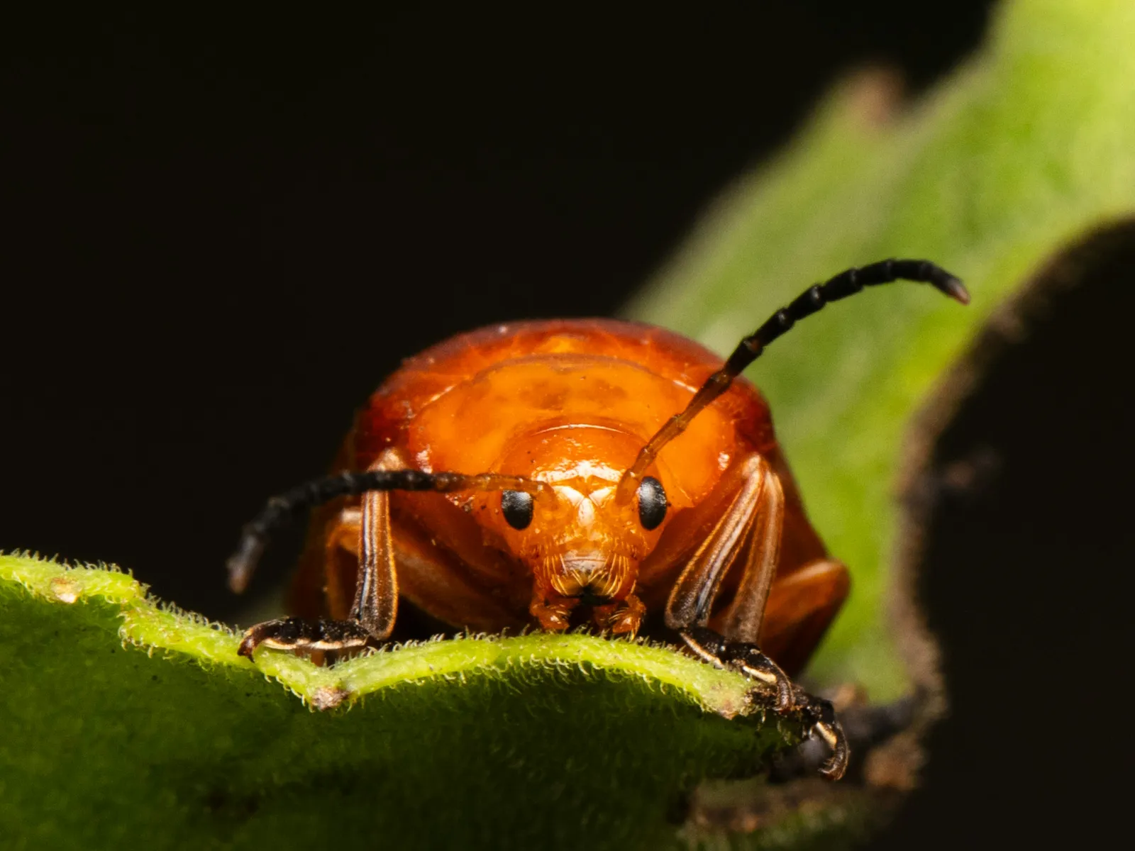 a close up of a bug
