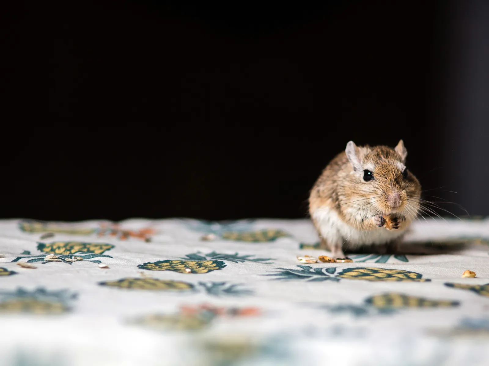 a squirrel on a bed