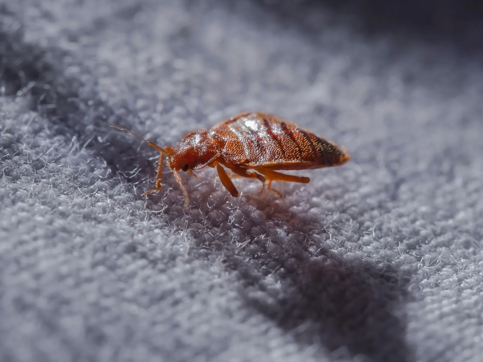 a close up of a bug