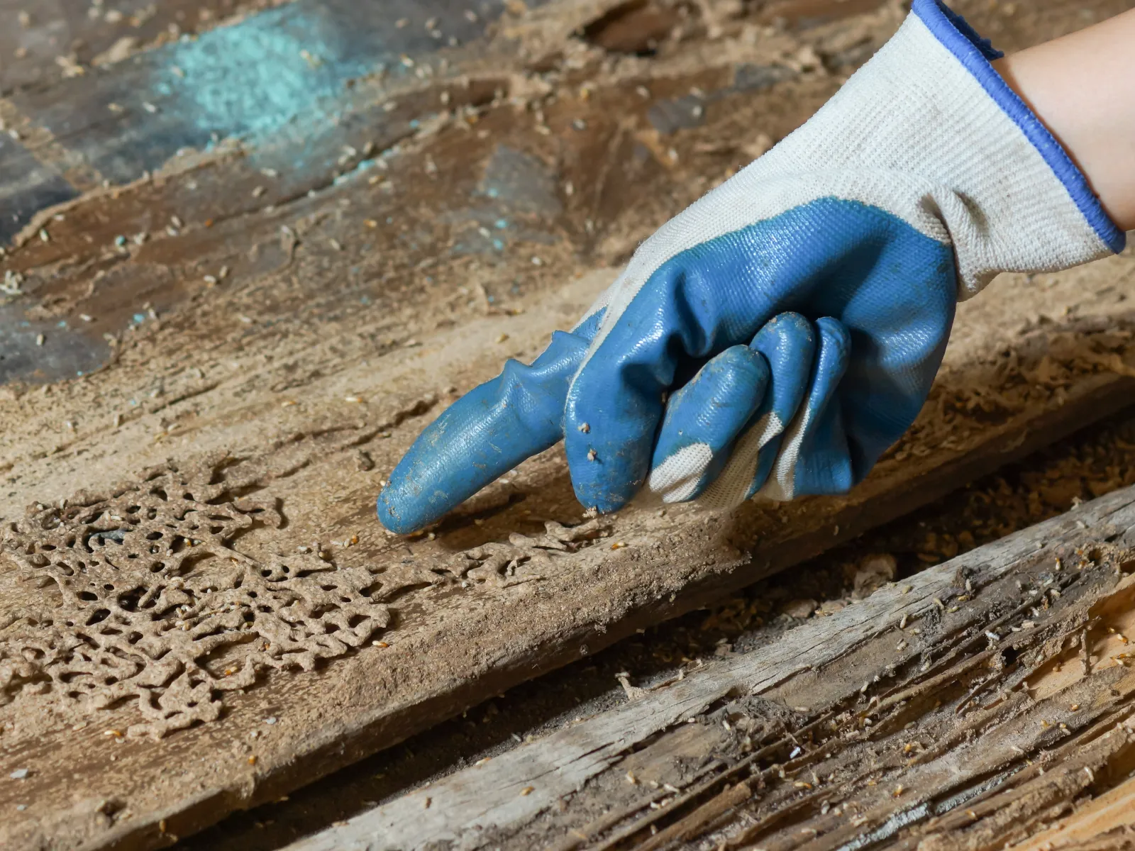 a person wearing gloves