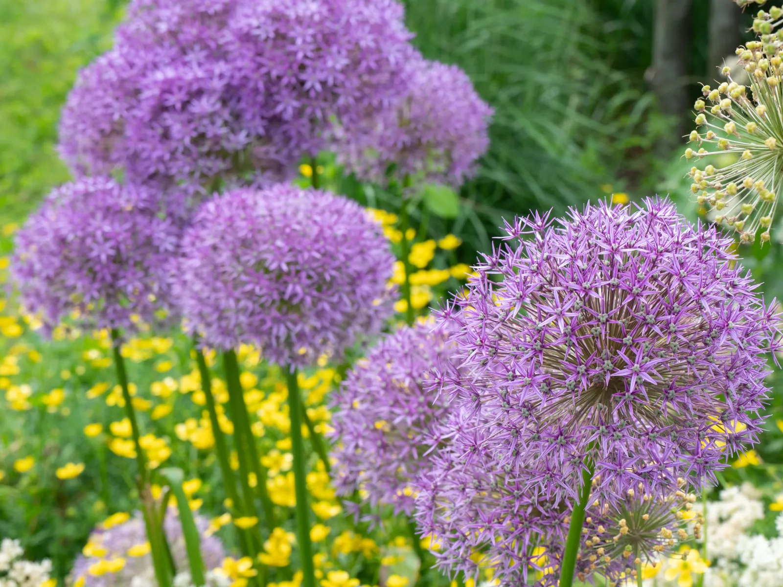 Purple allium flowers with yellow and white wildflowers in a lush green garden setting.