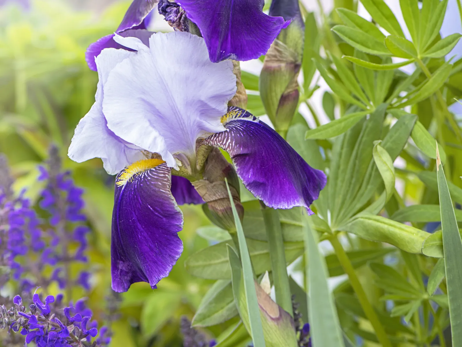 Close-up of purple and white iris flowers surrounded by green foliage and small purple blossoms in sunlight.