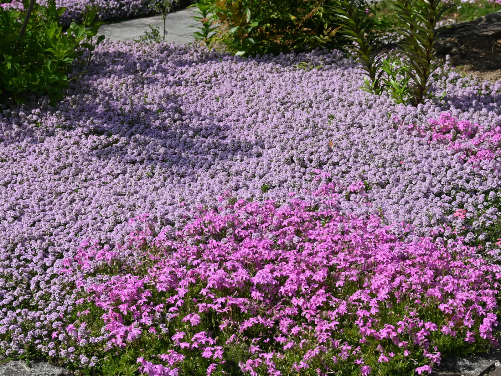 Dense ground cover of vibrant pink and light purple flowers carpeting a garden path in bright sunlight.