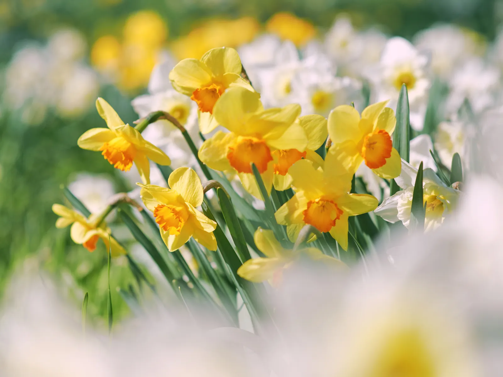 Close-up of bright yellow daffodils with orange centers blooming in a sunlit garden with blurred white flowers.