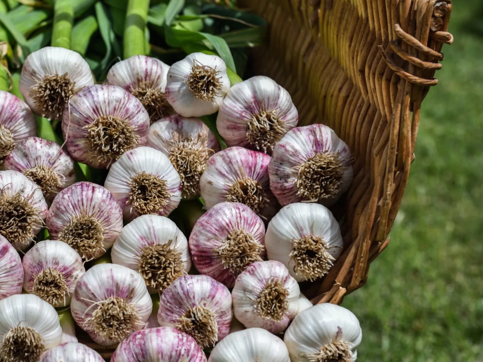 Basket filled with fresh garlic bulbs and green stems on grass background in natural light