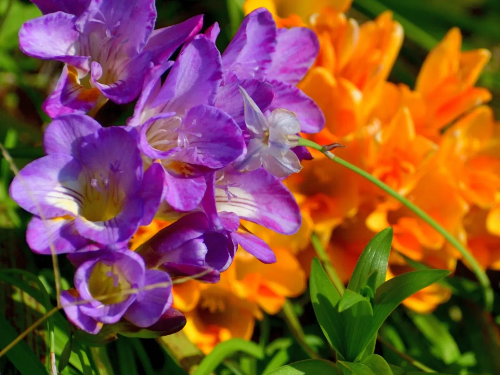 Close-up of vibrant purple and orange flowers in green foliage under bright sunlight outdoors