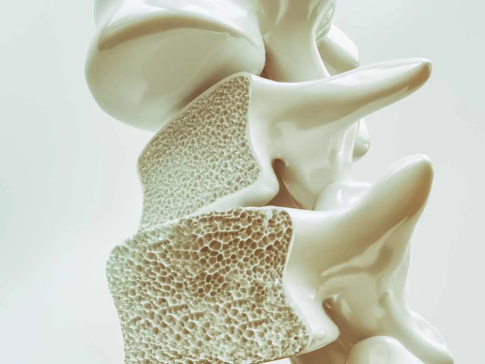 Close-up of a detailed 3D model showing cross-section of porous spinal vertebrae and bone structure.