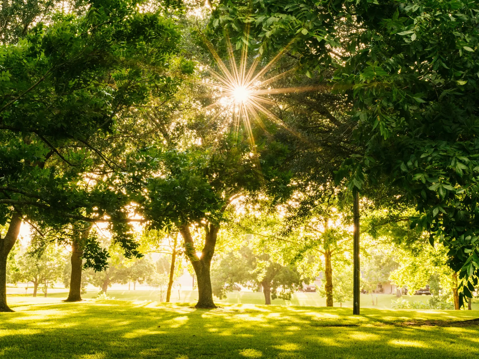 Sunlight filters through lush green trees in a peaceful park with dappled shadows on the grass