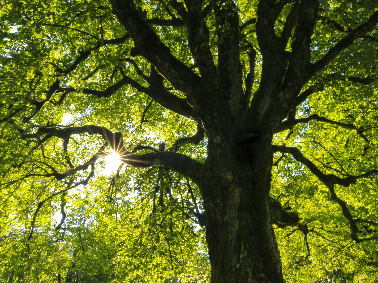 Sunlight filters through dense green leaves of a large tree with sprawling branches on a sunny day