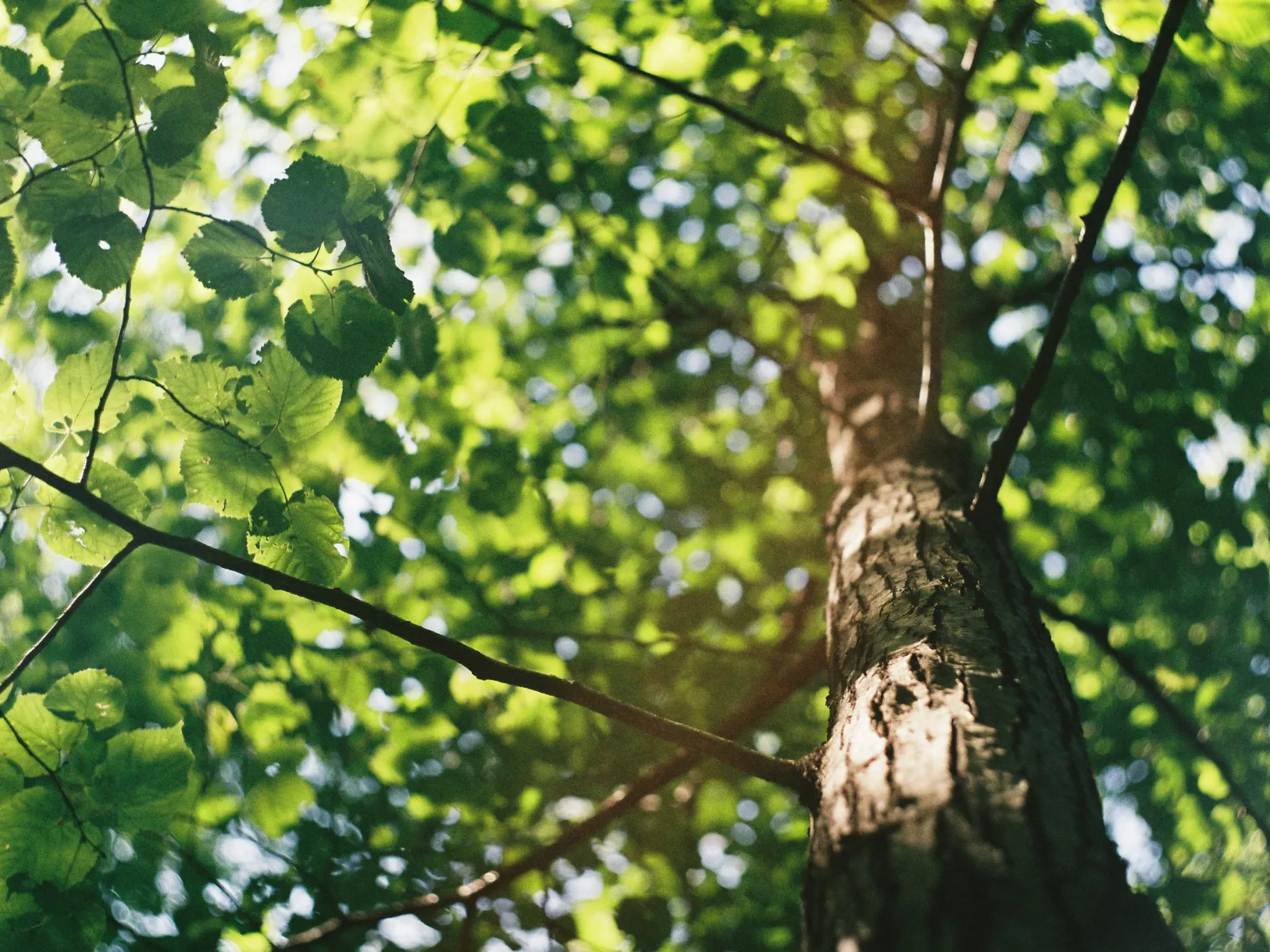 Close-up view of a sunlit tree trunk with green leaves and branches against a bright sky.