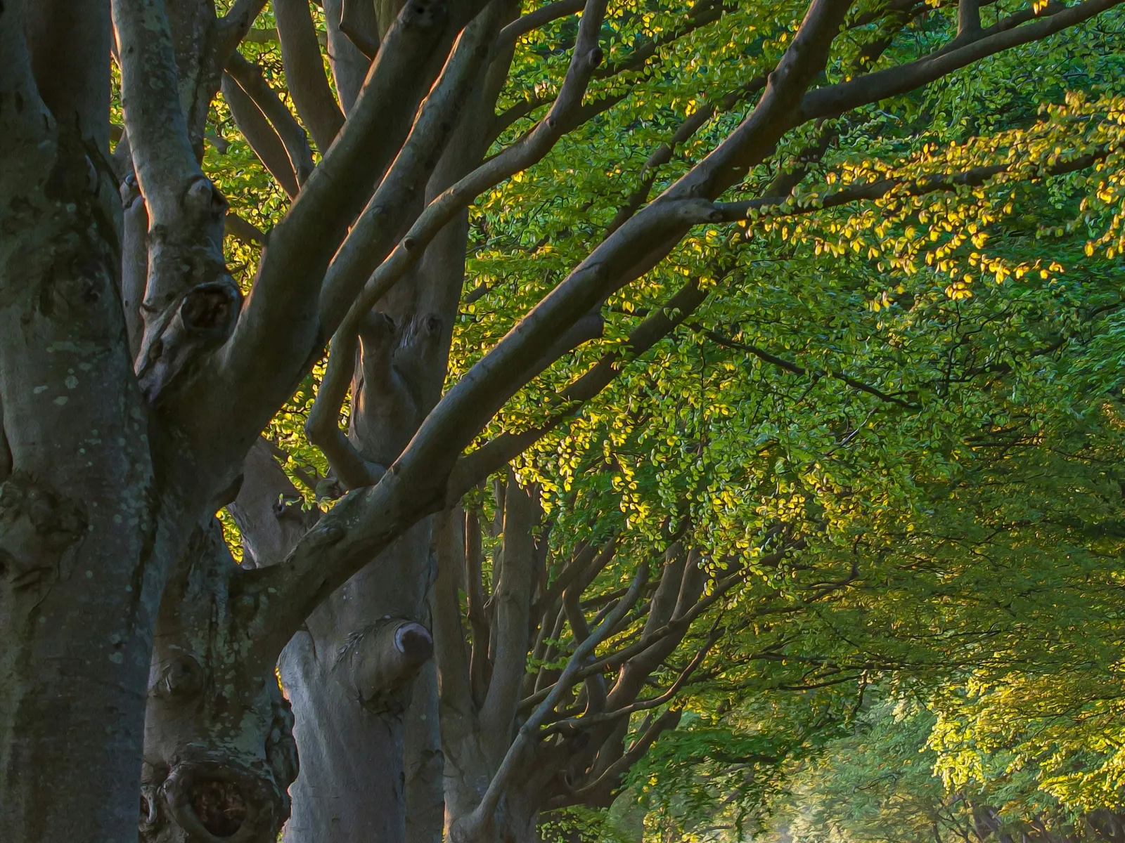 Sunlit tree-lined road with dense green foliage creating a peaceful natural tunnel in early morning light