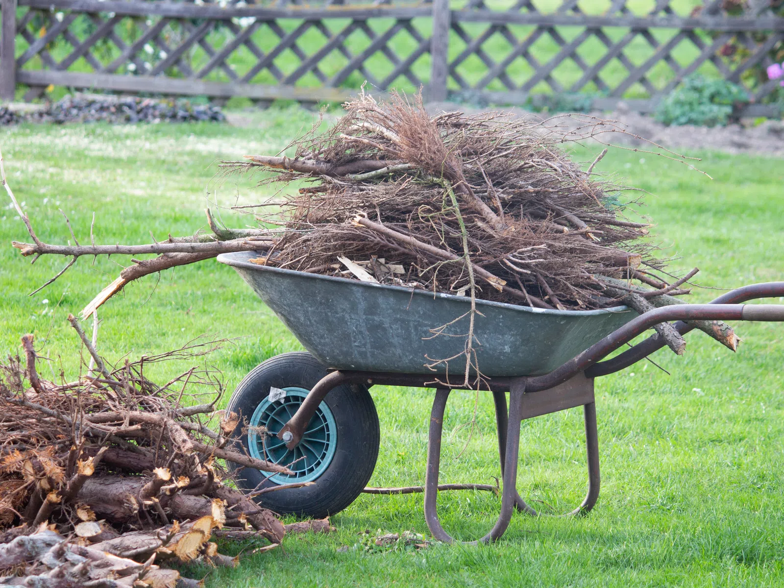 Wheelbarrow filled with dry branches and twigs on a green lawn beside a pile of wood and a wooden fence in the background