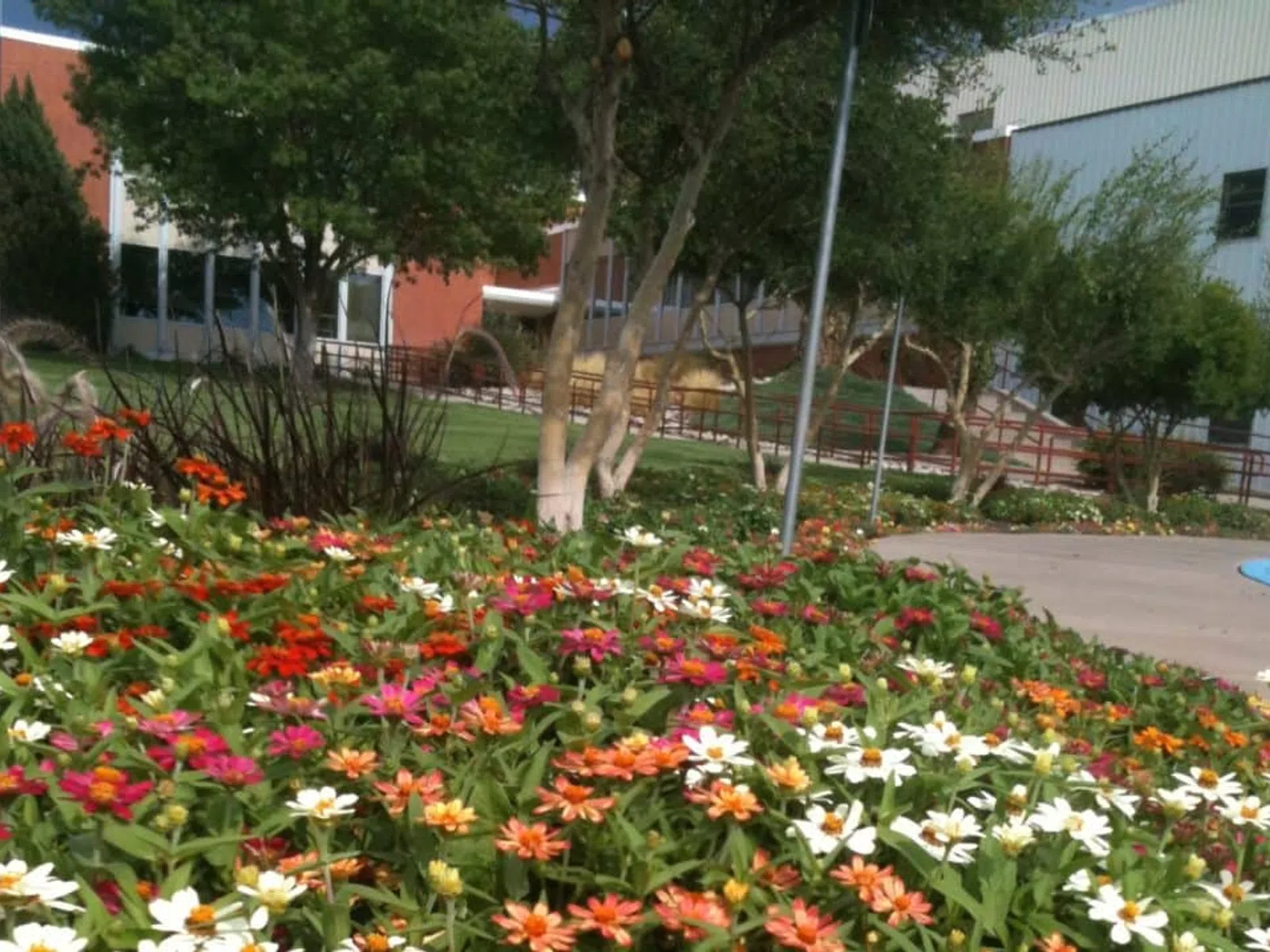 Colorful flower bed with orange, white, and pink flowers in front of trees and buildings on a sunny day.
