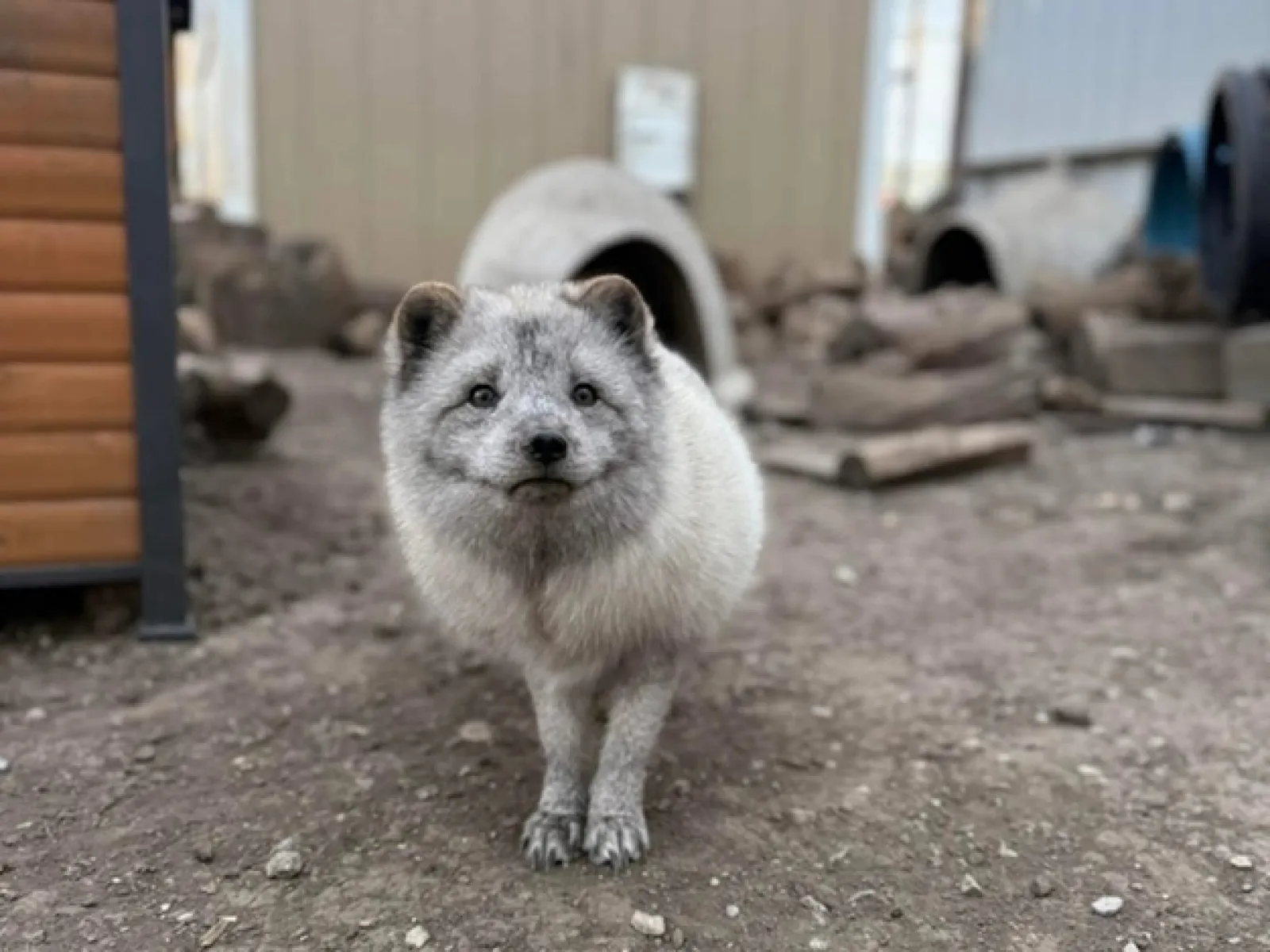 Fluffy Arctic fox standing on dirt ground in an outdoor enclosure with wooden and metal structures in the background