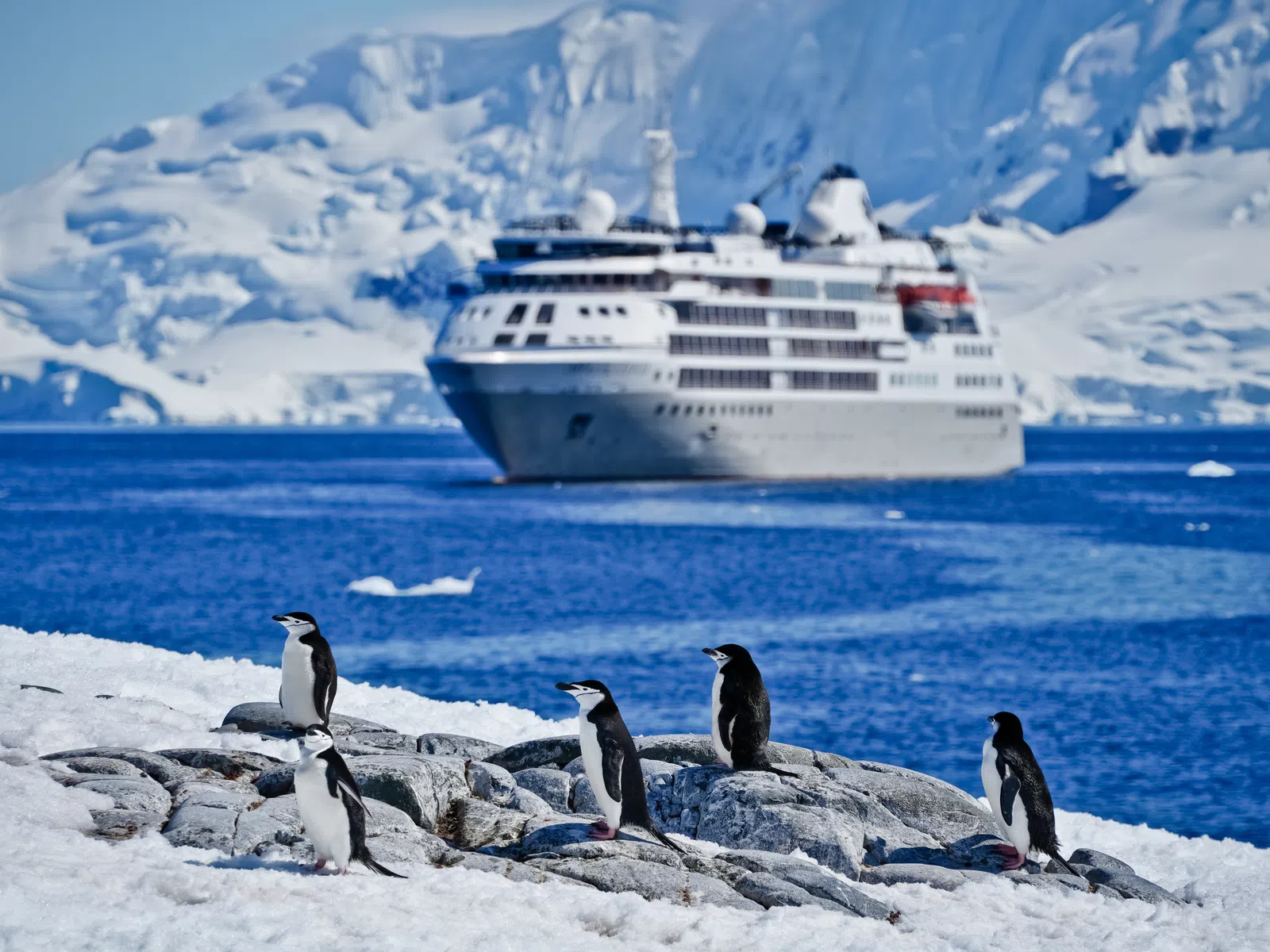 Gentoo penguins on rocky snow by Antarctic ocean with cruise ship and snowy mountains in the background
