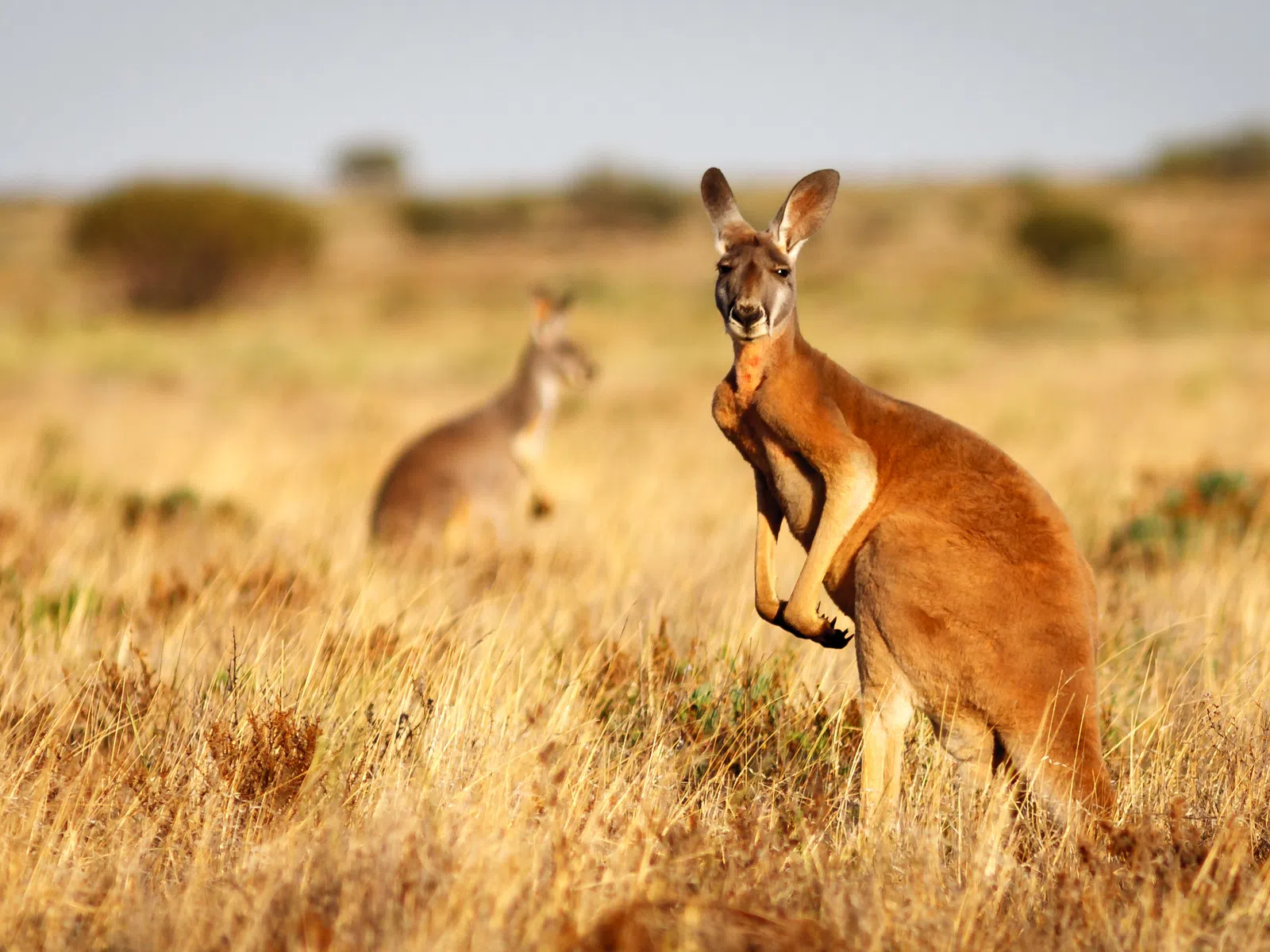Two kangaroos in golden dry grassland under clear sky, one in sharp focus and the other blurred in the background.