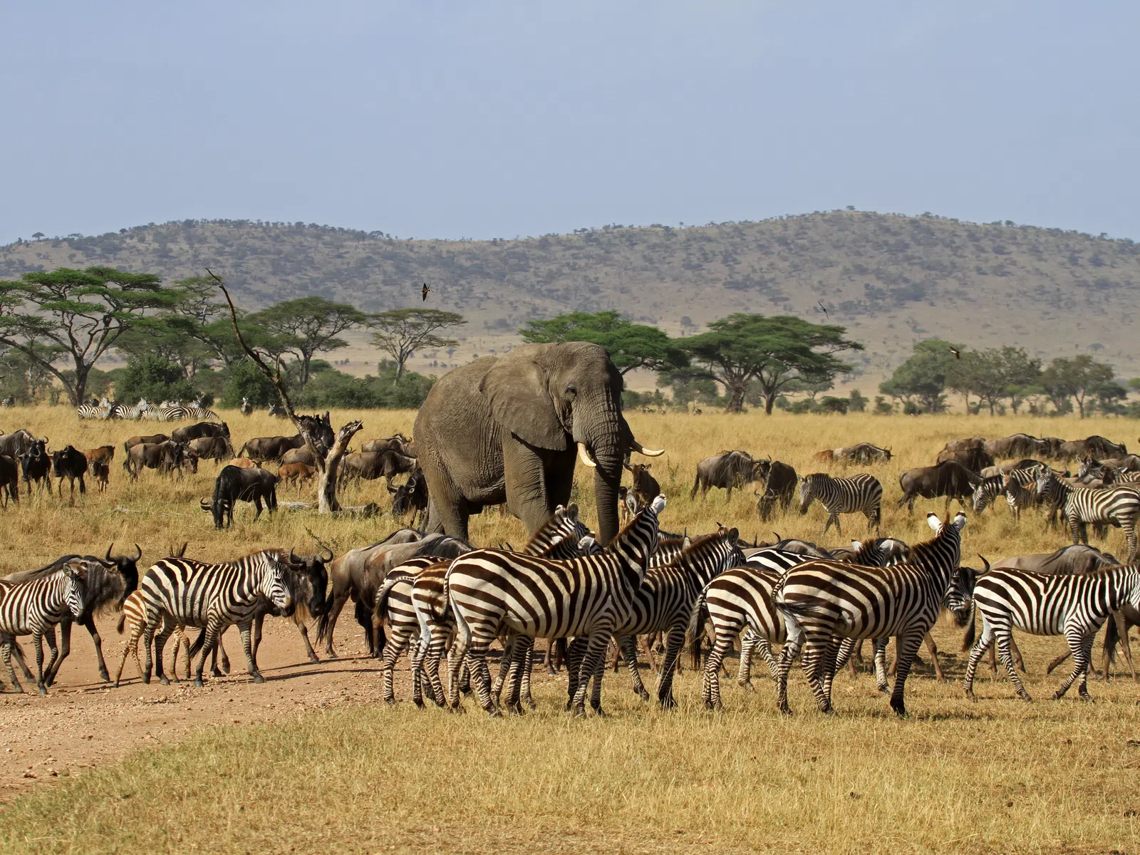 Herd of zebras and wildebeests with an elephant in the African savannah under a clear blue sky.
