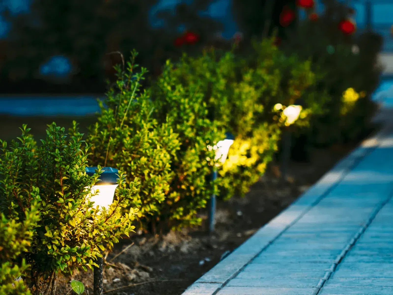 Solar-powered garden lights illuminate a pathway lined with green shrubs at dusk.