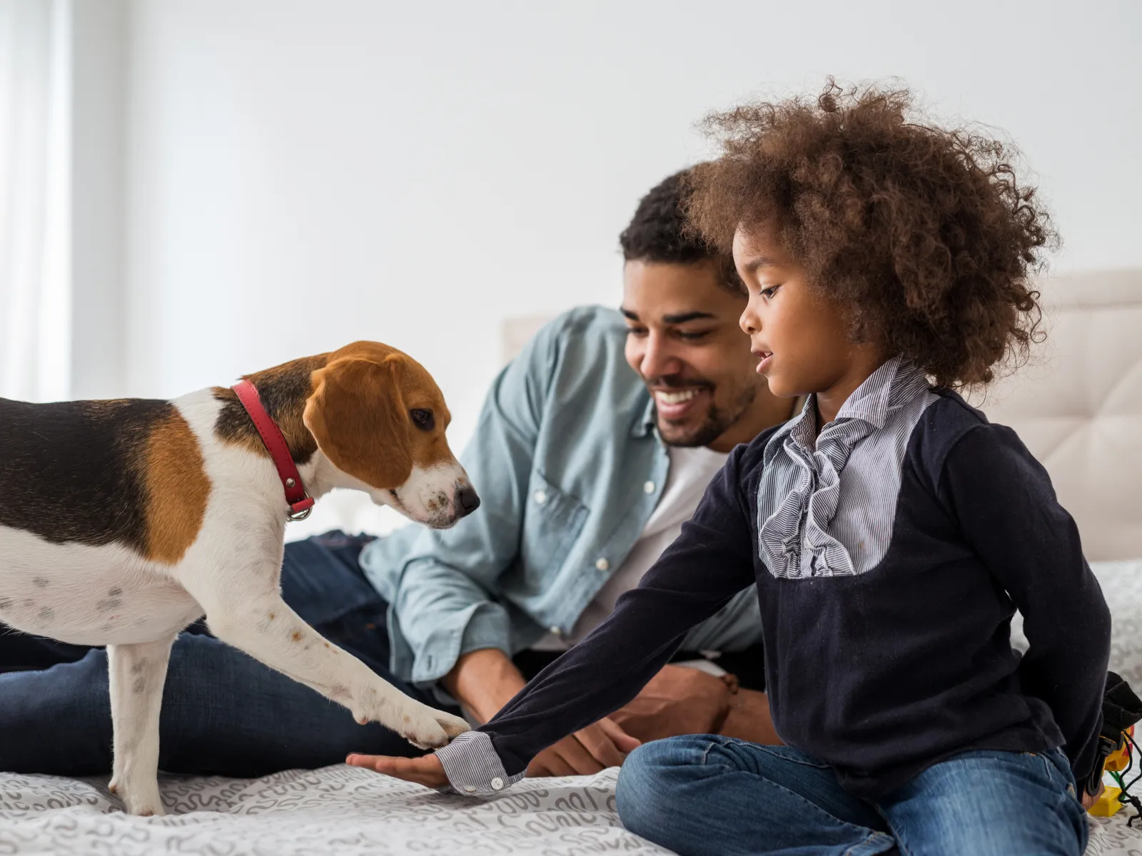 Young girl and man playing with a beagle dog on a bed in a cozy bedroom setting indoors