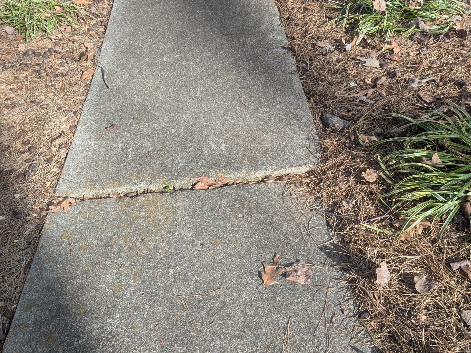 Concrete sidewalk with cracks surrounded by dry leaves and patchy grass on a sunny day.