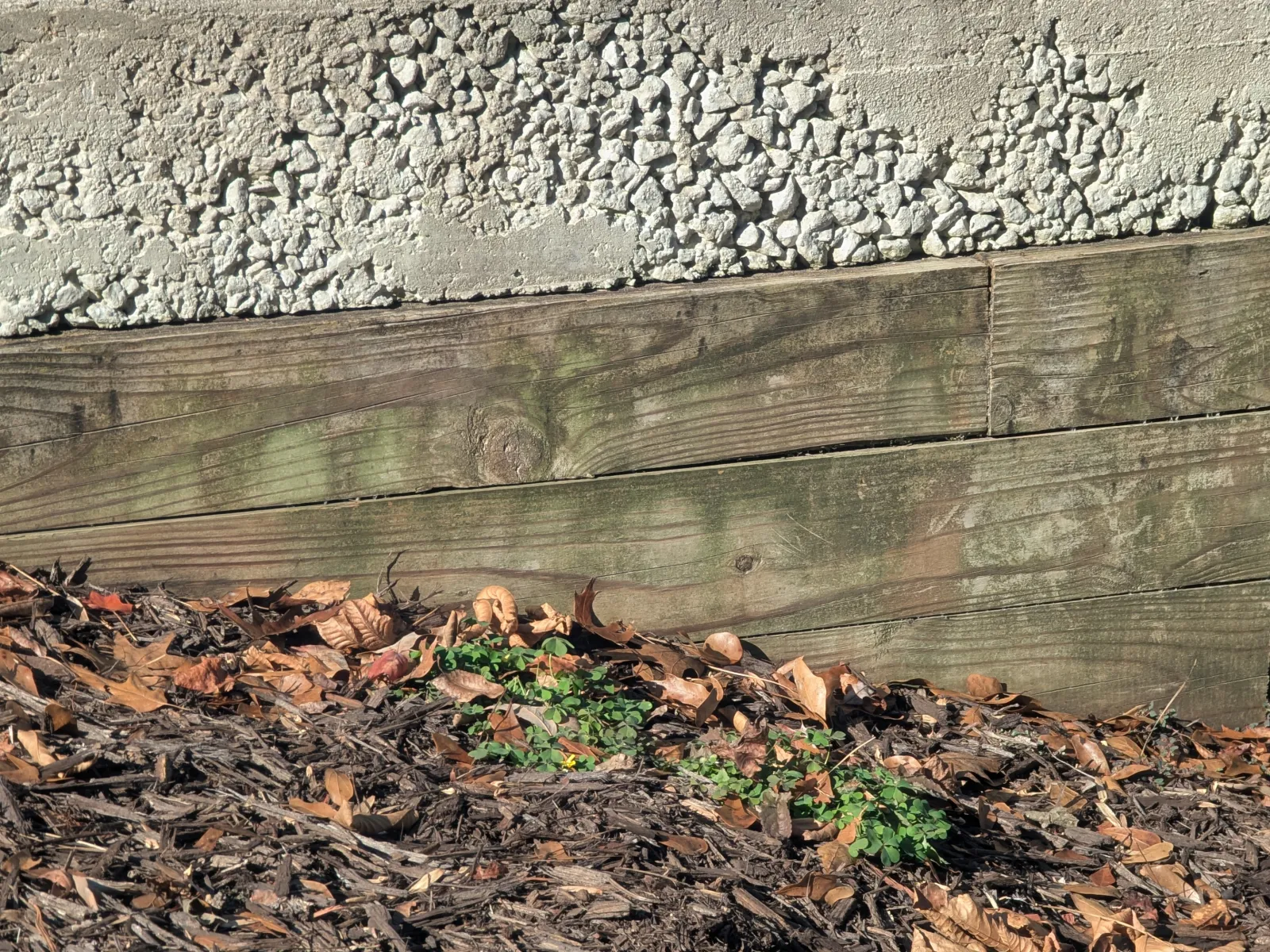 A serene backyard view featuring a stone path beside a newly constructed concrete wall and surrounded by autumn foliage.