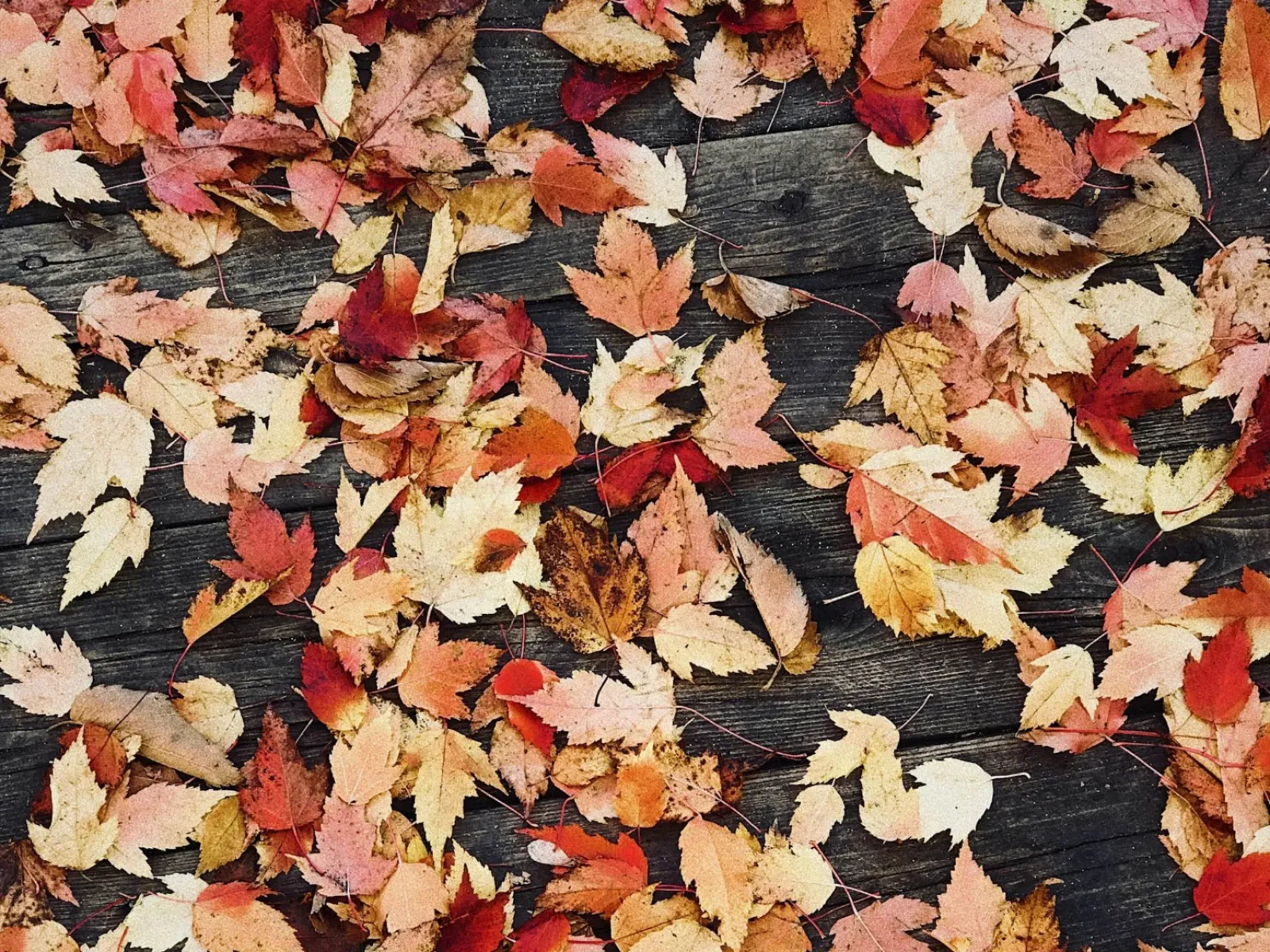 Colorful autumn leaves scattered on dark wooden surface showcasing fall foliage variety.